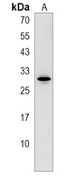 Anti-ARL14EP Antibody