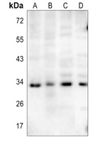 Anti-STING (Phospho-S366) Antibody