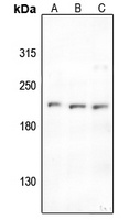 ABL1/2 (phospho-Y393/439) antibody