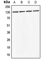 Anti-ABL1/2 Antibody