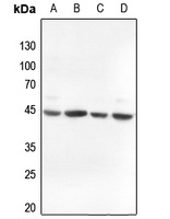 ACTG2 antibody