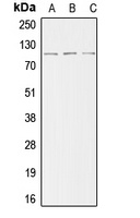 ACTN2 antibody