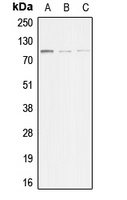 ACTN3 antibody