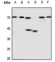 Anti-Adenosine A2a Receptor Antibody
