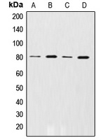 Anti-GRK2 (Phospho-S29) Antibody