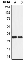 SLC25A5 antibody