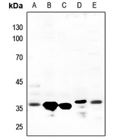 Anti-Annexin A1 Antibody