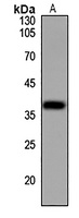 ANXA3 antibody