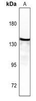 Anti-Aldehyde Oxidase Antibody