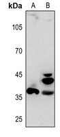 APAF1 antibody