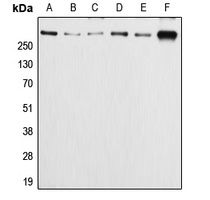 APC (phospho-S2054) antibody