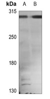 APC antibody