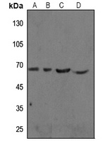 Anti-cIAP1 Antibody