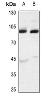 Anti-APLP2 Antibody
