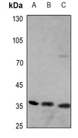 Apolipoprotein E antibody