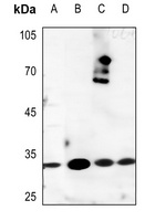 Anti-Kallikrein 3 Antibody
