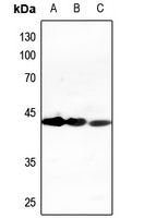 CD95 antibody