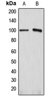 ATP1A1 antibody