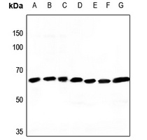 ATP5A1 antibody