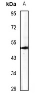 Anti-ATP6AP1 Antibody