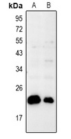 Anti-BAX Antibody