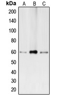 Anti-BMP2 Antibody