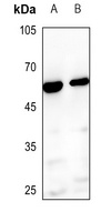 Anti-BMP3A Antibody