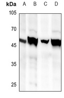 BRS3 antibody