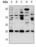 CACNG1 antibody