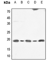 CALM1 antibody