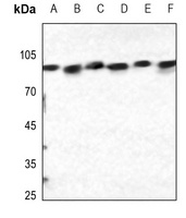 Calnexin (phospho-S583) antibody
