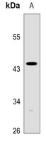 Caspase 1 antibody