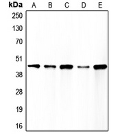 Anti-Caspase 1 Antibody