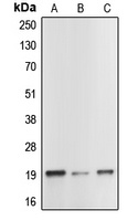 Caspase 1 antibody