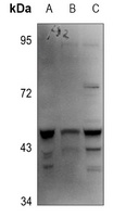 Anti-Caspase 4 Antibody