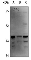 CASP4 antibody