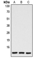 Anti-Caspase 7 p11 Antibody