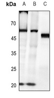 CASP8 antibody