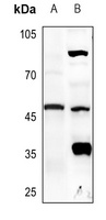 Anti-Caspase 9 Antibody