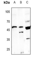 Anti-Caspase 9 Antibody