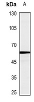 Anti-Caspase 10 Antibody