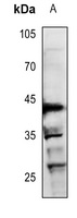 Anti-RUNX3 Antibody