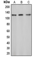 c-CBL (phospho-Y774) antibody