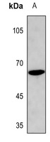 CCNB1 (phospho-S126) antibody
