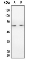 CCNB1 antibody