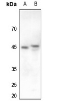 Anti-Cyclin E1 Antibody
