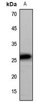 CD9 antibody