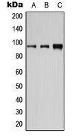 CD19 (phospho-Y531) antibody