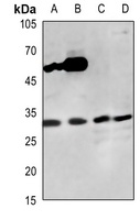 Anti-CDC2 Antibody