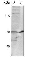 CDC25A (phospho-S124) antibody